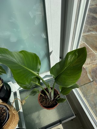Strelitzia Nicolai 45cm