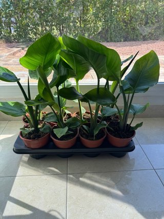 Strelitzia Nicolai 45cm