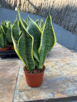 Sansevieria Planta de Interior miden 30cm maceta 9