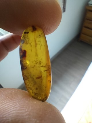 Ámbar Fósil con Insecto Cretácico