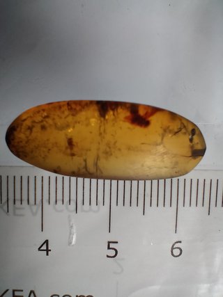 Ámbar Fósil con Insecto Cretácico