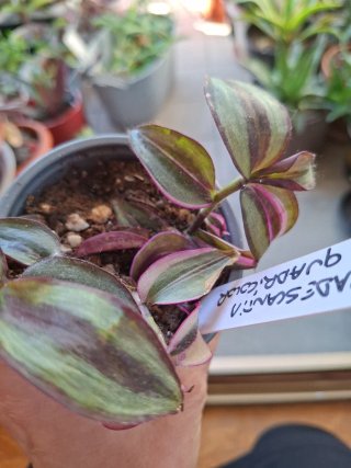 Tradescantia quadricolor