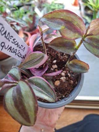 Tradescantia quadricolor