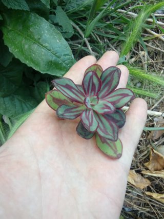 Echeveria Nodulosa piccola Pianta Grassa