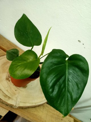 Planta mini Monstera Deliciosa