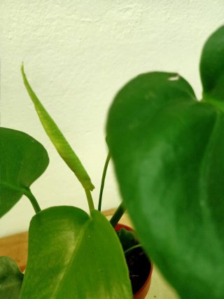 Planta mini Monstera Deliciosa