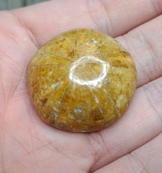 Fósil Erizo de Mar