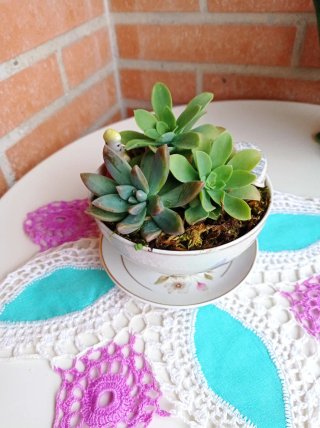 Planta suculenta en taza decorada