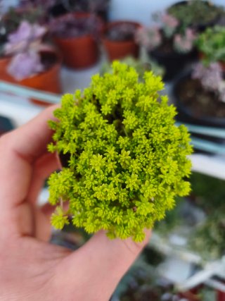Sedum tokio Maceta 5.5cm
