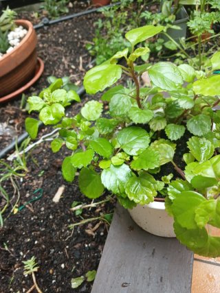 Planta Plectranthus verticillatus