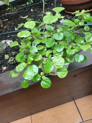 Planta Plectranthus verticillatus