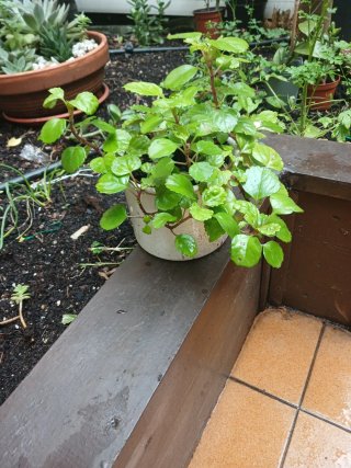 Planta Plectranthus verticillatus
