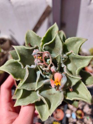 Suculentas y cactus