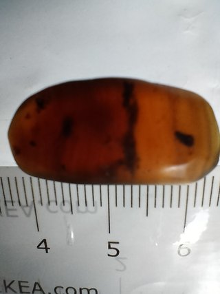 Ámbar Fósil con Insecto Cretácico
