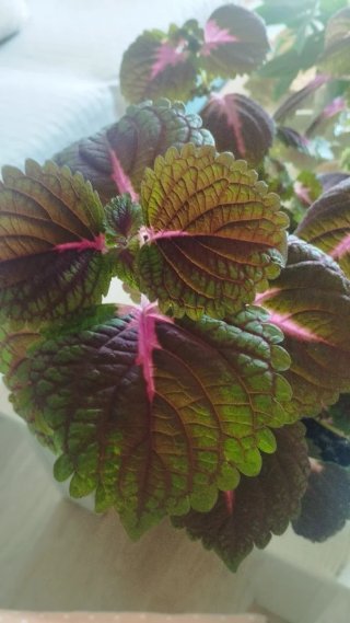 Planta Coleo Grande