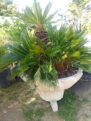 Palmeras Cyca en Macetas de Hormigón Grandes