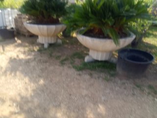 Palmeras Cyca en Macetas de Hormigón Grandes