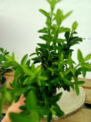 Planta Euronymus
