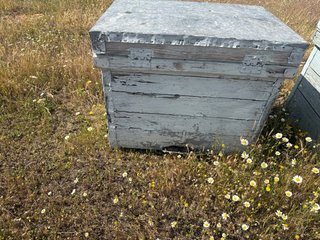 Cajas de colmenas layens