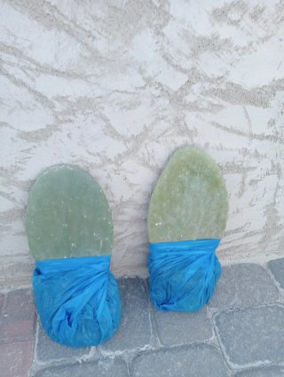 Lote 2 Chumberas Blancas sin Espinas enraizadas.