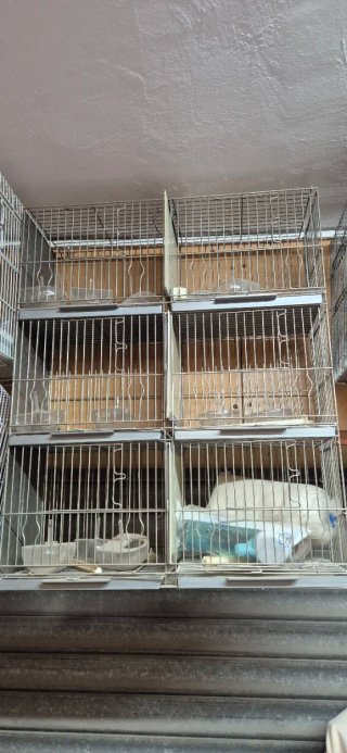 Jaulas para pájaros (varios)