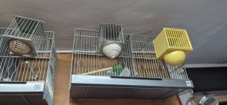 Jaulas para pájaros (varios)