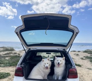 Volkswagen Golf 2001
