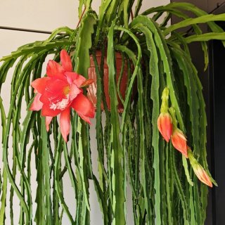 Esquejes de Epiphyllum