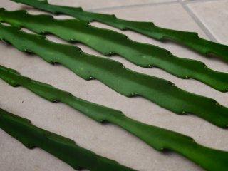 Esquejes de Epiphyllum