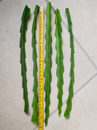 Esquejes de Epiphyllum