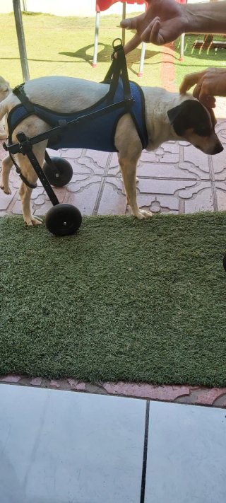 Sedia per cani disabili Taglia M