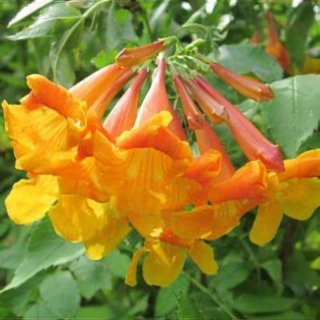Semillas Tecoma Alata