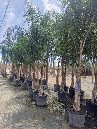 Planta de olivo natural en maceta