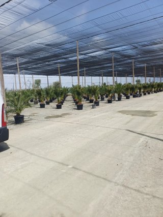 Planta de olivo natural en maceta