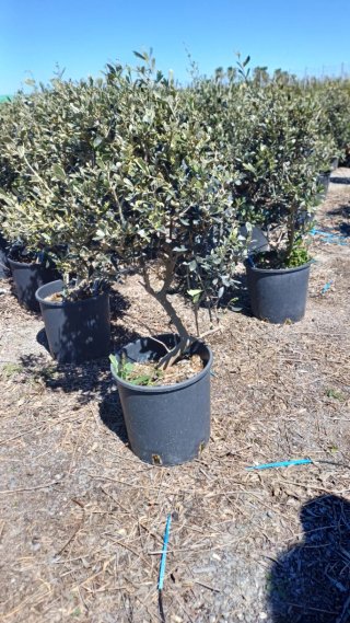 Planta de olivo natural en maceta