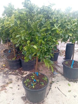 Planta de olivo natural en maceta