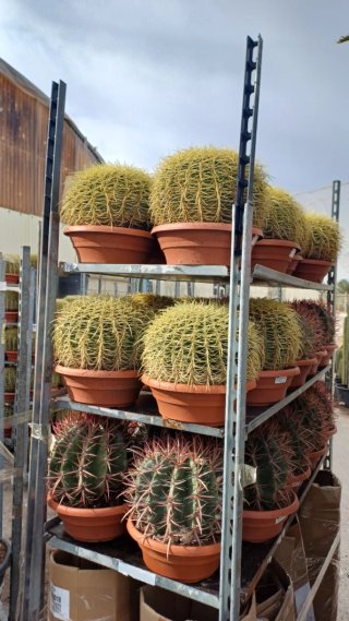 Planta de olivo natural en maceta