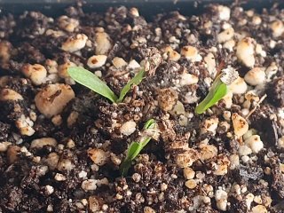 Semillas Eguzkilore (cultivo propio)