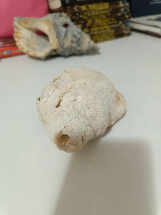 Grandi conchiglie per acquari