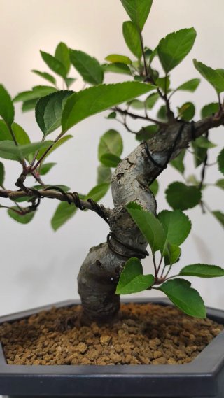 Bonsái Malus Sieboldii (15 años)