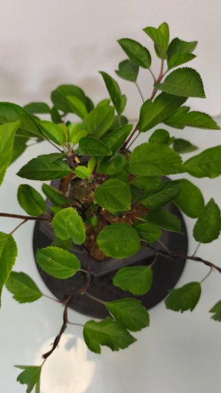 Bonsái Malus Sieboldii (15 años)