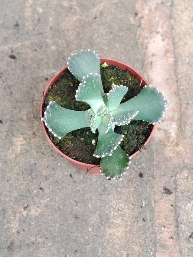 Aloinopsis malherbei planta suculenta 5 cm