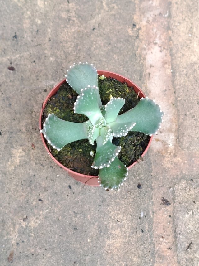 Aloinopsis malherbei planta suculenta 5 cm