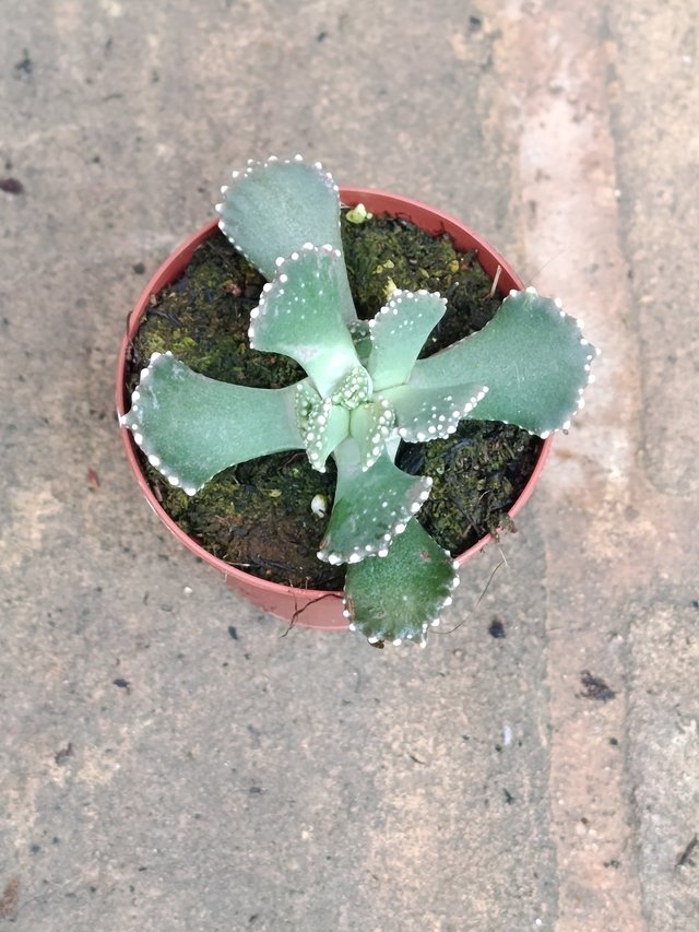 Aloinopsis malherbei planta suculenta 5 cm