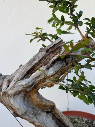 Bonsai Granado