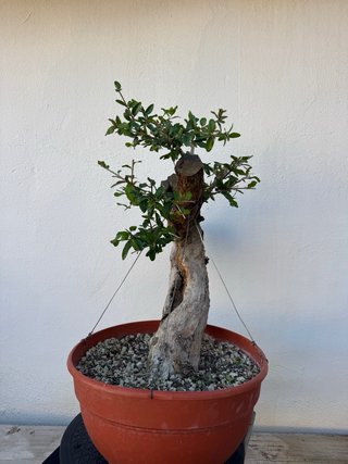 Bonsai Granado