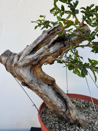 Bonsai Granado