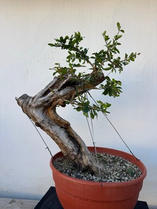 Bonsai Granado