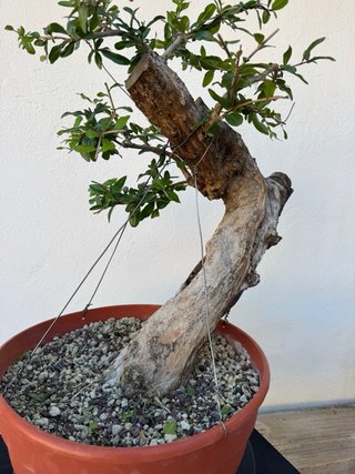 Bonsai Granado