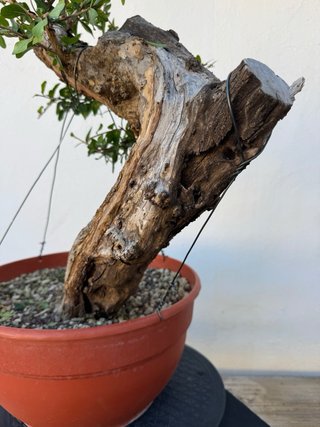 Bonsai Granado